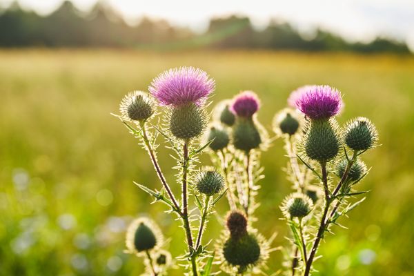 Thistle Suppression