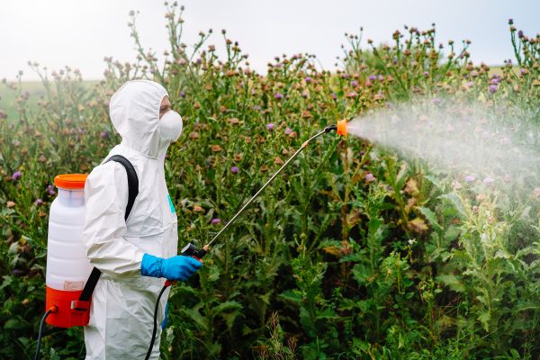 Thistle Elimination