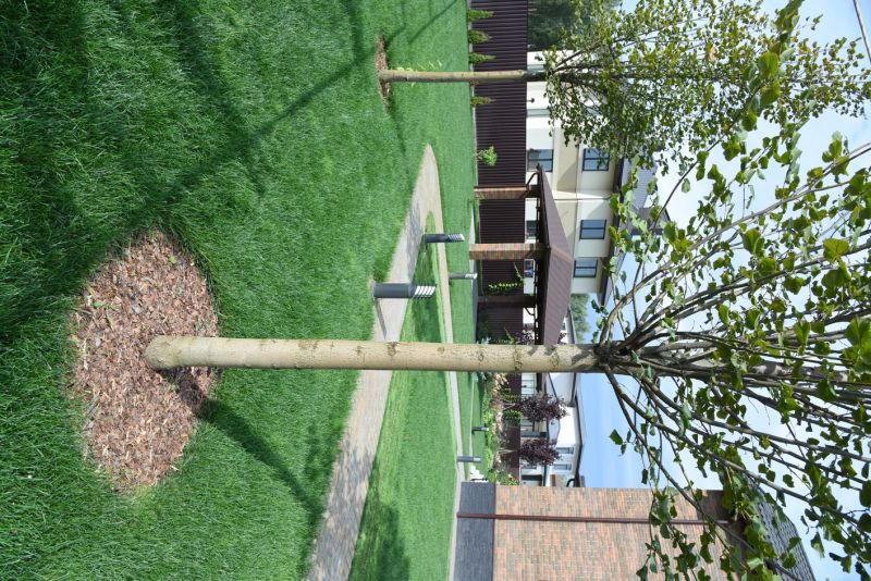 Ornamental Tree Planting in Ventura County, CA